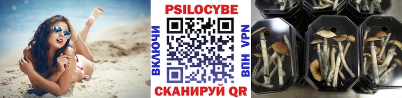 Галлюциногенные грибы Psilocybe  Краснодар 