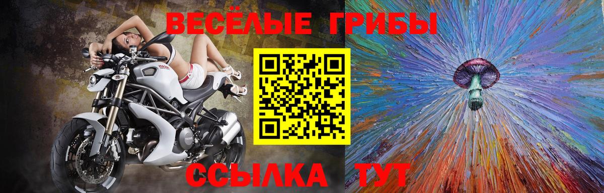 Псилоцибиновые грибы Psilocybe Краснодар